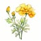 Yellow Flower Watercolor Illustration: Detailed Botanical Art