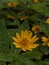 yellow flower wedelia in the garden