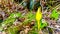 The Yellow Flower of the Western Skunk Cabbage