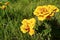 Yellow flower. White marigolds