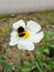 Yellow flower with white petals and a bumblebee eating its nectar