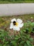 Yellow flower with white petals and a bumblebee eating its nectar