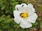 Yellow flower with white petals and many insects on it