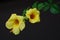 Yellow flower : Wild Allamanda or Hammock viperstail flower over