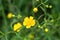 Yellow flower of a wild buttercup close-up.