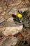 Yellow flower of wild calendula Calendula arvensis