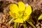 Yellow flower Winter Aconite Eranthis hyemalis.    Spring  primrose close up