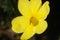 Yellow flower of winter jasmine. Macro photography of the petals of the winter flowering. Climbing