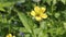 Yellow flower of wood avens Geum urbanum with beetle close-up