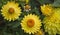 Yellow flower Xerochrysum