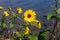 Yellow flower with yellow bug and butterfly, Sunflower with yellow butterfly and cucumber beetle