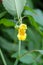 Yellow flower of the Yellow Jewelweed Impatiens pallida plant