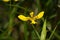 Yellow flower of Yellow Walking Iris growing in Singapore
