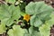 Yellow flower zucchini plants growing in greenhouse in the garden