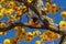 Yellow flowered ipe with blue sky.