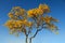 Yellow flowered ipe with blue sky.