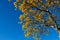 Yellow flowered ipe with blue sky.