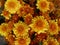 Yellow Flowered Mums