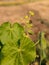 Yellow-flowered silkworm Abutilon theophrasti