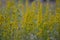 Yellow flowerfield with bumblebee