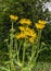 Yellow flowerheads of medicinal plant Inula helenium or elecampane