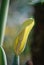 Yellow Flowering Arum Plant