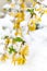 Yellow flowering branch Forsythia is under the snow.