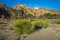 Yellow Flowering Bushes in Riverbed