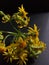 Yellow Flowering Butterweed