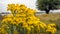 Yellow flowering common ragwort blooms growing at the bank of a