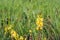 Yellow flowering common toadflax plant in the wild nature from c