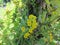 Yellow flowering costmary, Tanacetum balsamita