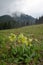 Yellow flowering Cowslip on the meadow in Mala Fatra mountains