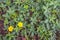 Yellow flowering creeping cinquefoil as seen form above