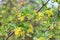 Yellow flowering currants on a branch natural