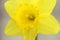 Yellow flowering daffodils at Easter