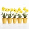 Yellow Flowering Daffodils In Pots On White Background