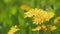 Yellow flowering dandelion. Beautiful yellow dandelions on meadow. Summer concept. Slow motion.