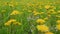 Yellow flowering dandelion, dandelion flower. Blooming dandelion. Sunny flowers, natural background. Close up.