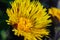 Yellow flowering dandelion and small insects inside