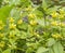 Yellow flowering dead-nettles closeup