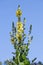 Yellow flowering denseflower mullein Verbascum densiflorum with stem and leafs outside in front of blue sky as background