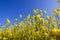 Yellow flowering field