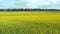 Yellow flowering field of organic sunflower. Cultivation agricultural production of sunflower.