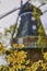 Yellow flowering forsythia genus forsythia in front of a blurred historic windmill in Berlin, Germany