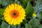 Yellow flowering Gerbera plant growing in a greenhouse from close
