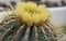 Yellow flowering Glaucous barrel cactus, Echinocactus grusonii