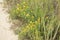 Yellow flowering of gorse or ulex in a field