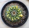 Yellow flowering hedgehog cactus in a pot