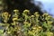 Yellow flowering herbal flower blooming in summer in Sweden.